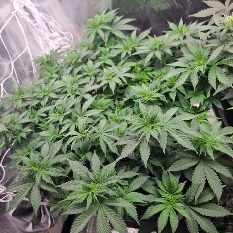 Her name's Bruciepoo growlog timeline photo