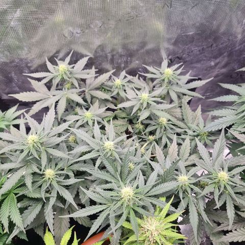 The Satino Prøject growlog timeline photo