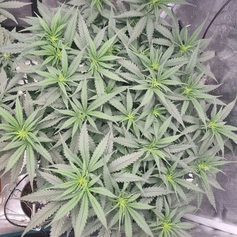 It's Brittney Biscotti Bitch growlog timeline photo