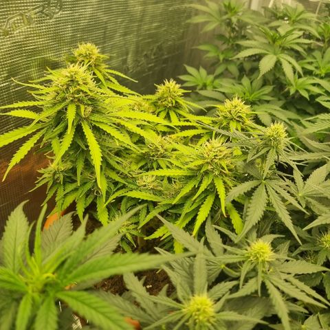 Patricia's Bitch Ass growlog timeline photo