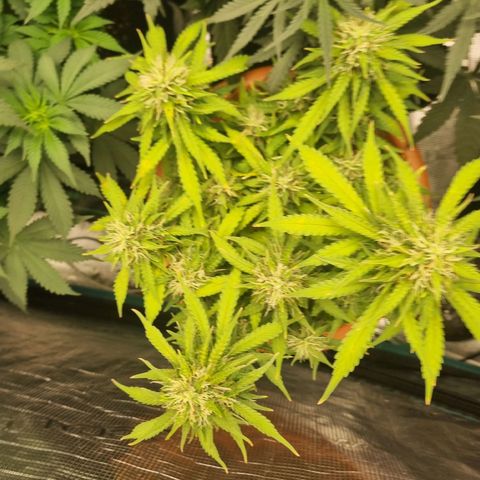 Patricia's Bitch Ass growlog timeline photo