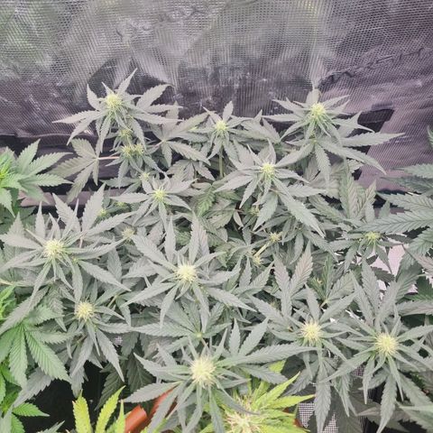 The Satino Prøject growlog timeline photo