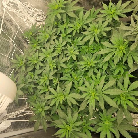 Her name's Bruciepoo growlog timeline photo