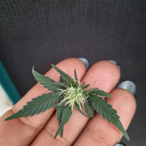 The Satino Prøject growlog timeline photo