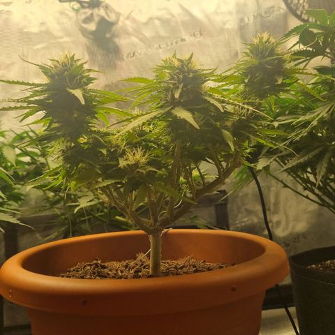 Patricia's Bitch Ass growlog timeline photo