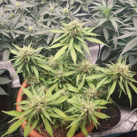 Patricia's Bitch Ass growlog timeline photo