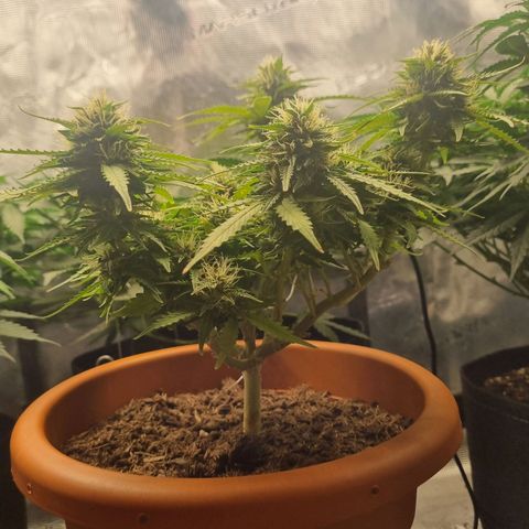Patricia's Bitch Ass growlog timeline photo