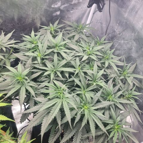 It's Brittney Biscotti Bitch growlog timeline photo