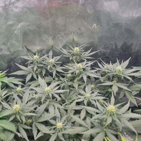 The Satino Prøject growlog timeline photo