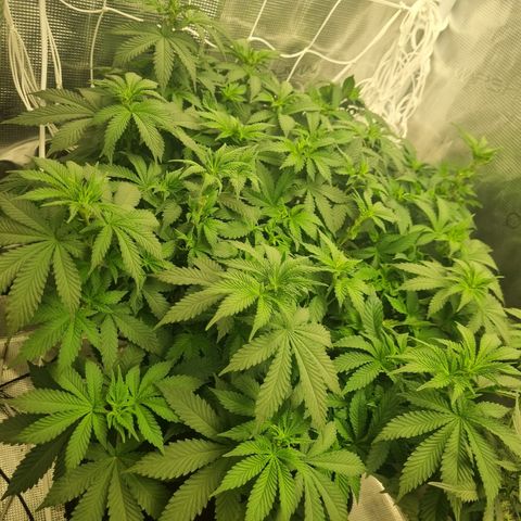 Her name's Bruciepoo growlog timeline photo