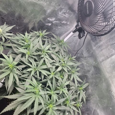 It's Brittney Biscotti Bitch growlog timeline photo