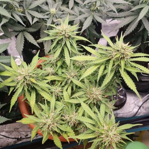 Patricia's Bitch Ass growlog timeline photo