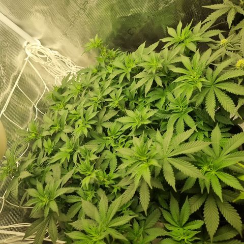 Her name's Bruciepoo growlog timeline photo