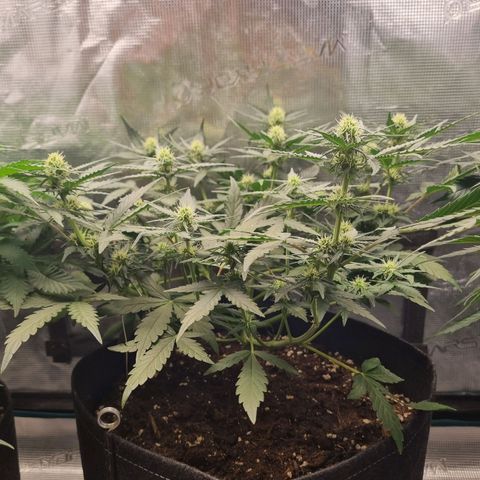 The Satino Prøject growlog timeline photo