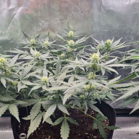 The Satino Prøject growlog timeline photo