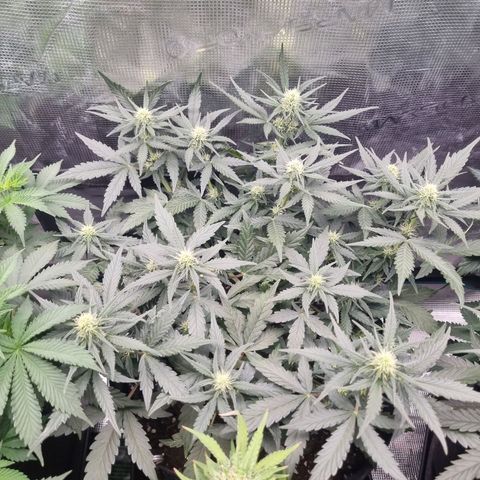 The Satino Prøject growlog timeline photo