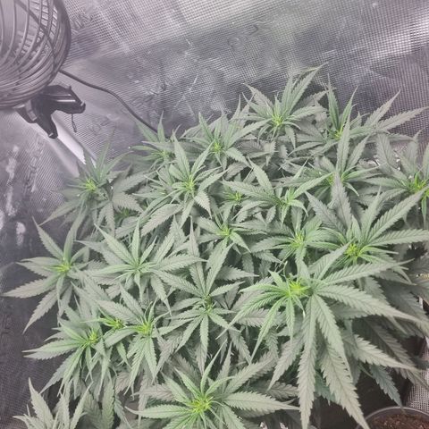 It's Brittney Biscotti Bitch growlog timeline photo