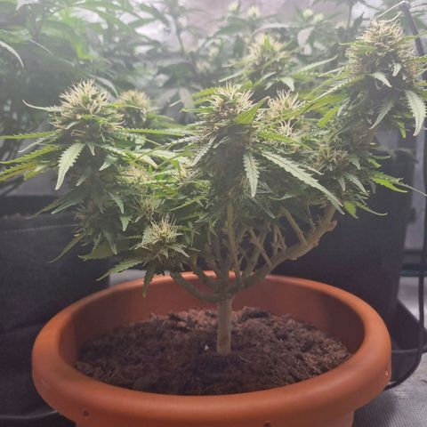 Patricia's Bitch Ass growlog timeline photo