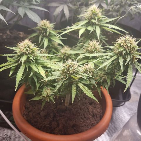 Patricia's Bitch Ass growlog timeline photo