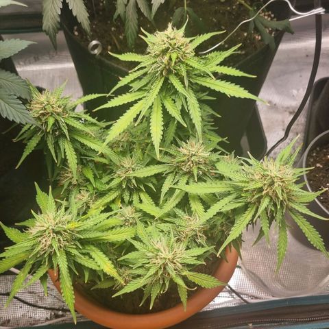 Patricia's Bitch Ass growlog timeline photo