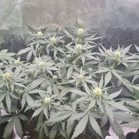 The Satino Prøject growlog timeline photo