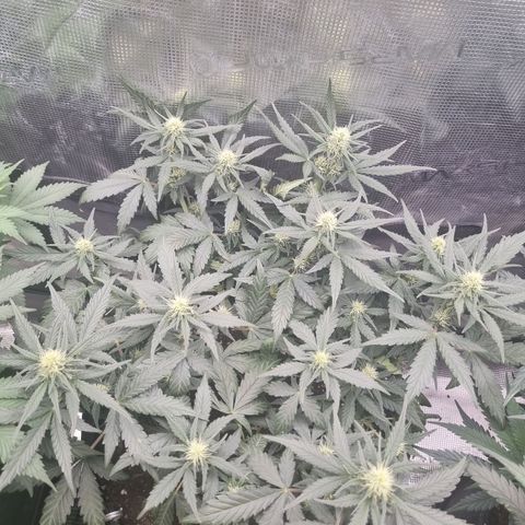 The Satino Prøject growlog timeline photo