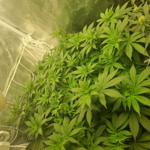 Her name's Bruciepoo growlog timeline photo