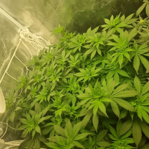 Her name's Bruciepoo growlog timeline photo