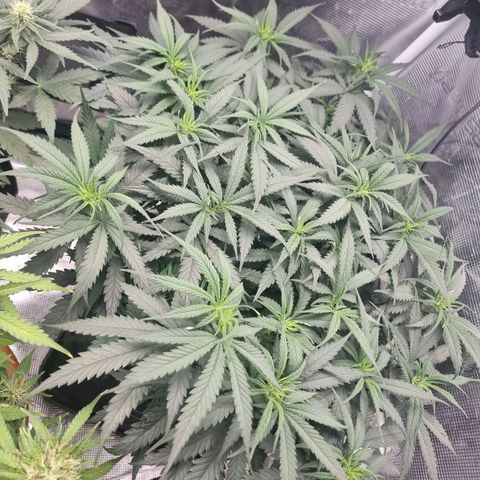 It's Brittney Biscotti Bitch growlog timeline photo