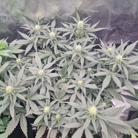 The Satino Prøject growlog timeline photo