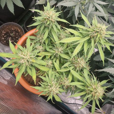 Patricia's Bitch Ass growlog timeline photo