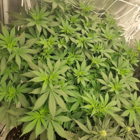 Her name's Bruciepoo growlog timeline photo