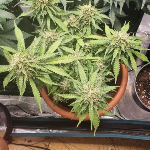 Patricia's Bitch Ass growlog timeline photo