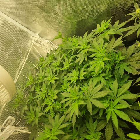 Her name's Bruciepoo growlog timeline photo