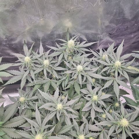 The Satino Prøject growlog timeline photo