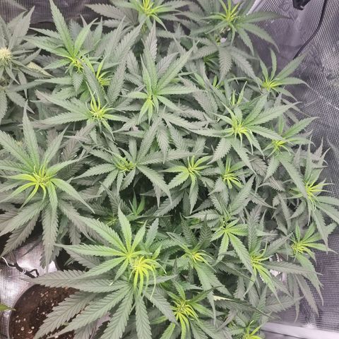 It's Brittney Biscotti Bitch growlog timeline photo