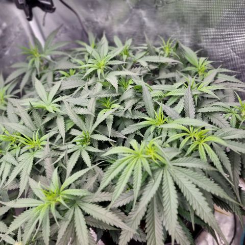 It's Brittney Biscotti Bitch growlog timeline photo