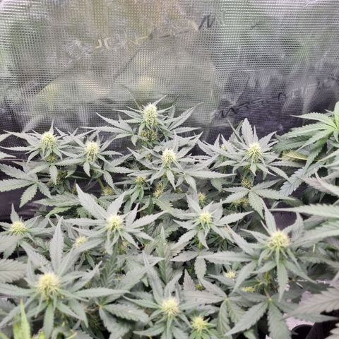 The Satino Prøject growlog timeline photo