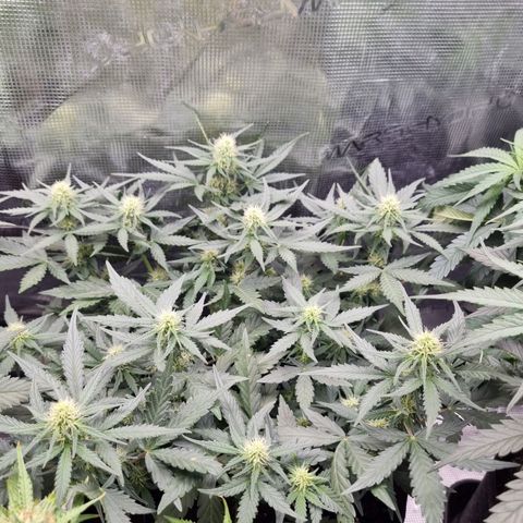 The Satino Prøject growlog timeline photo