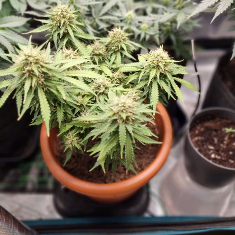 Patricia's Bitch Ass growlog timeline photo