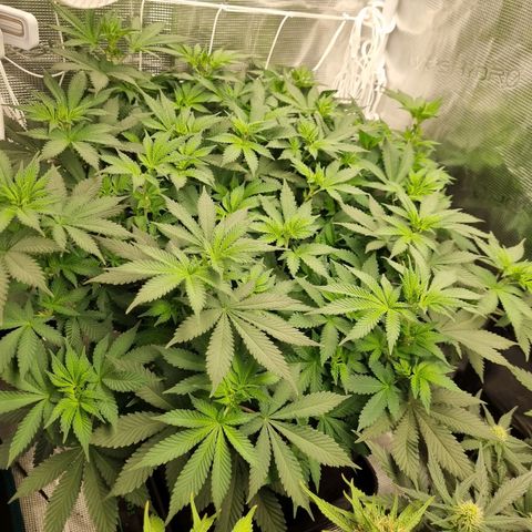 Her name's Bruciepoo growlog timeline photo