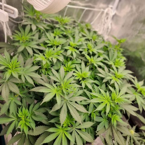 Her name's Bruciepoo growlog timeline photo