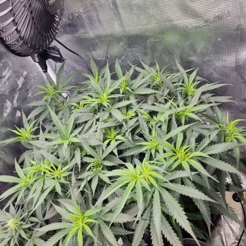 It's Brittney Biscotti Bitch growlog timeline photo