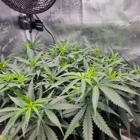 It's Brittney Biscotti Bitch growlog timeline photo