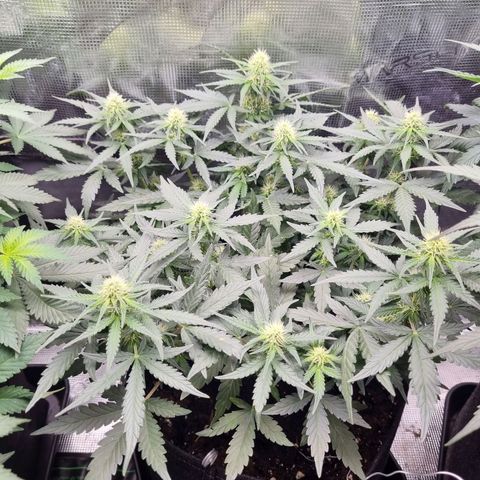 The Satino Prøject growlog timeline photo