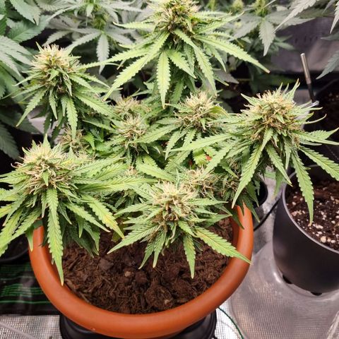 Patricia's Bitch Ass growlog timeline photo
