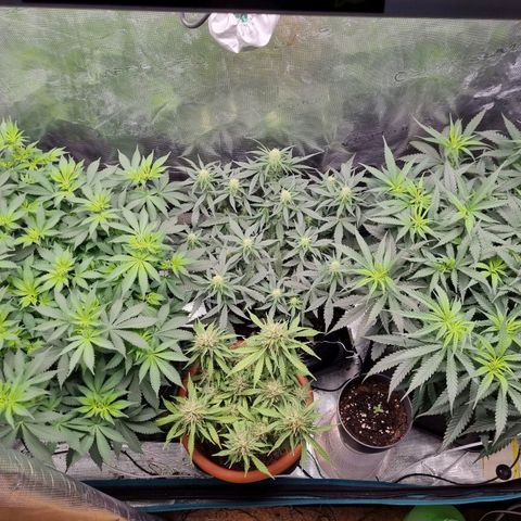 Patricia's Bitch Ass growlog timeline photo