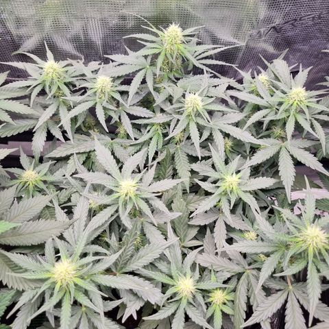 The Satino Prøject growlog timeline photo