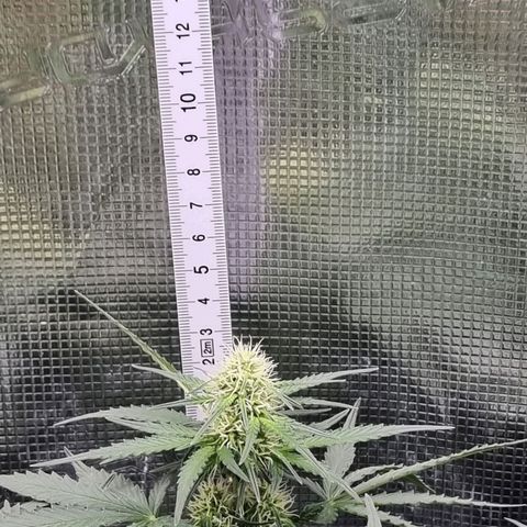 The Satino Prøject growlog timeline photo