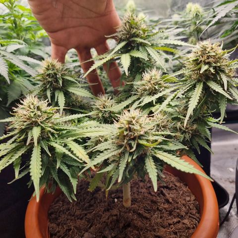 Patricia's Bitch Ass growlog timeline photo